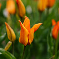 Tulpe 'Greetje Smit'