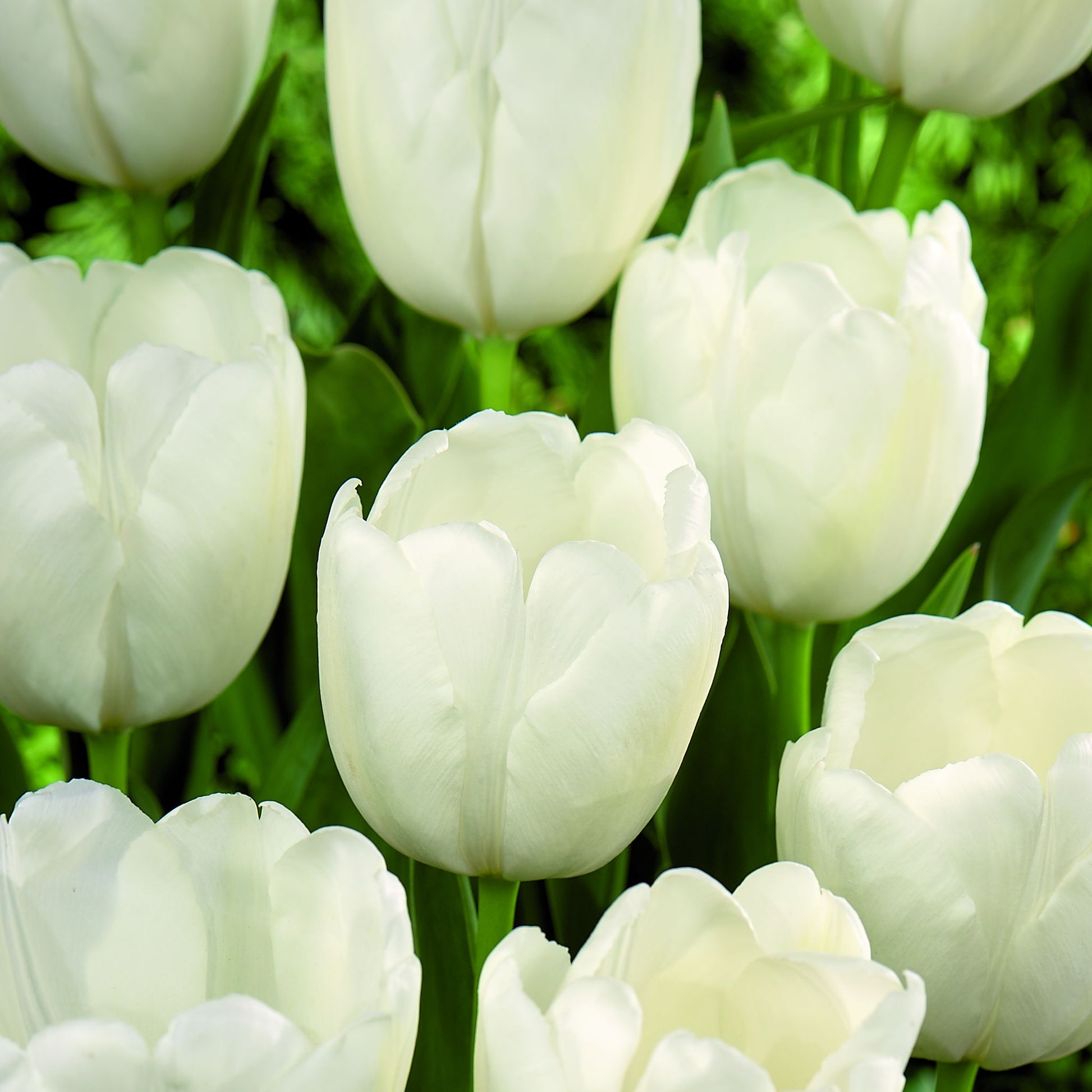 Tulpe 'Hakuun'