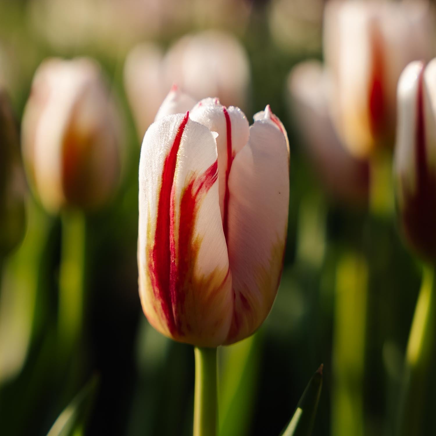 Tulpe 'Happy Generation'