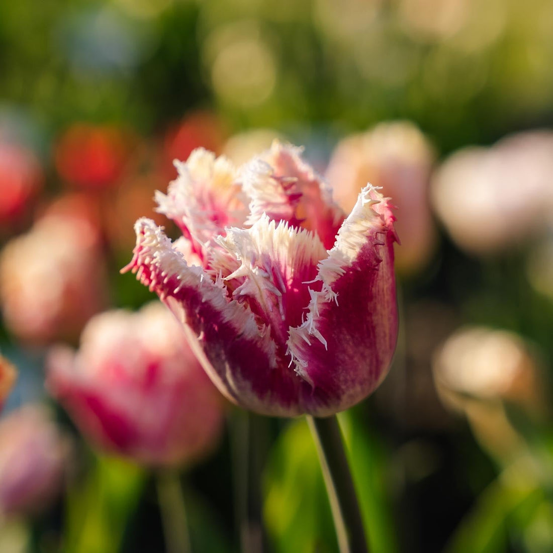 Tulpe 'Hawaii'