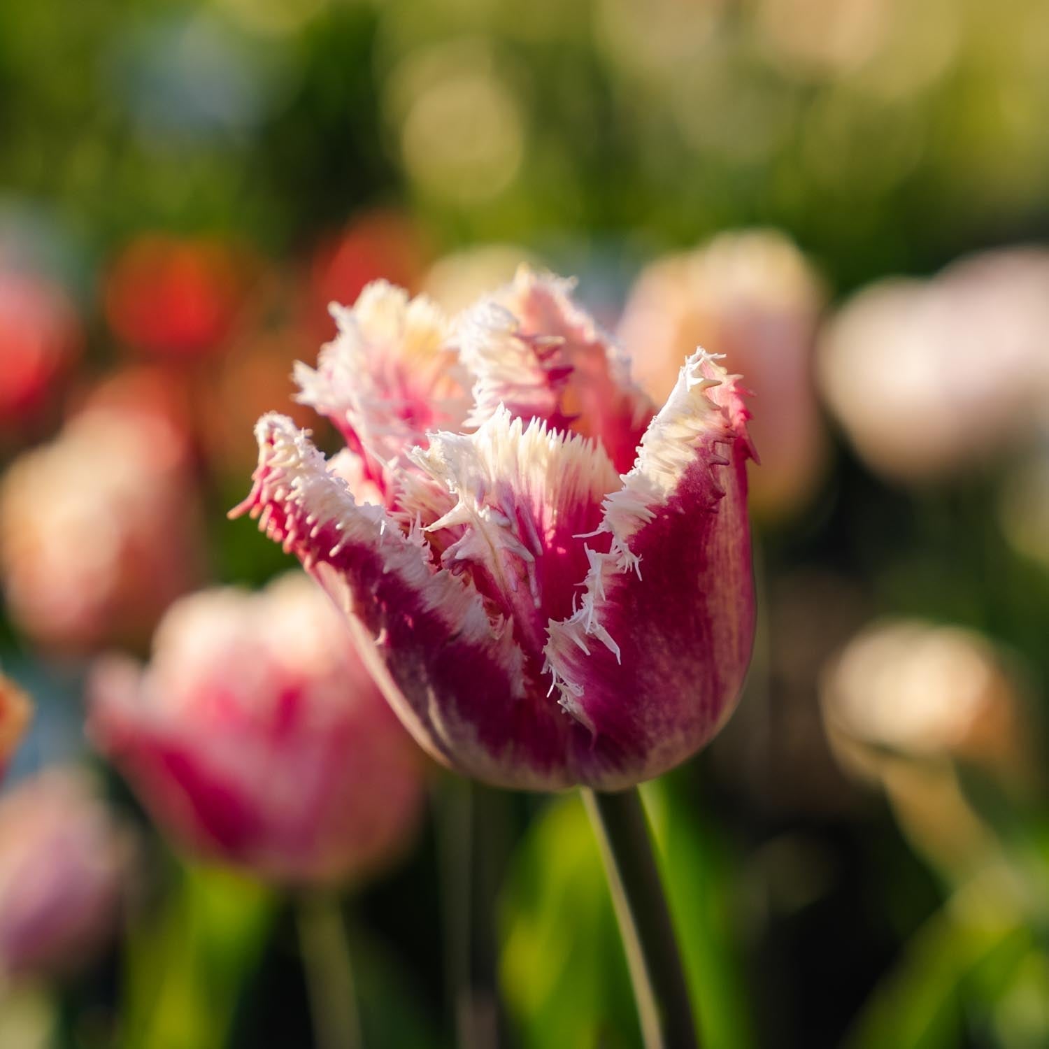 Tulpe 'Hawaii'
