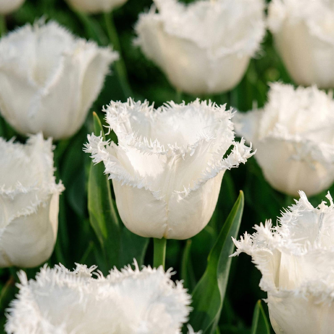 Tulpe 'Honeymoon'