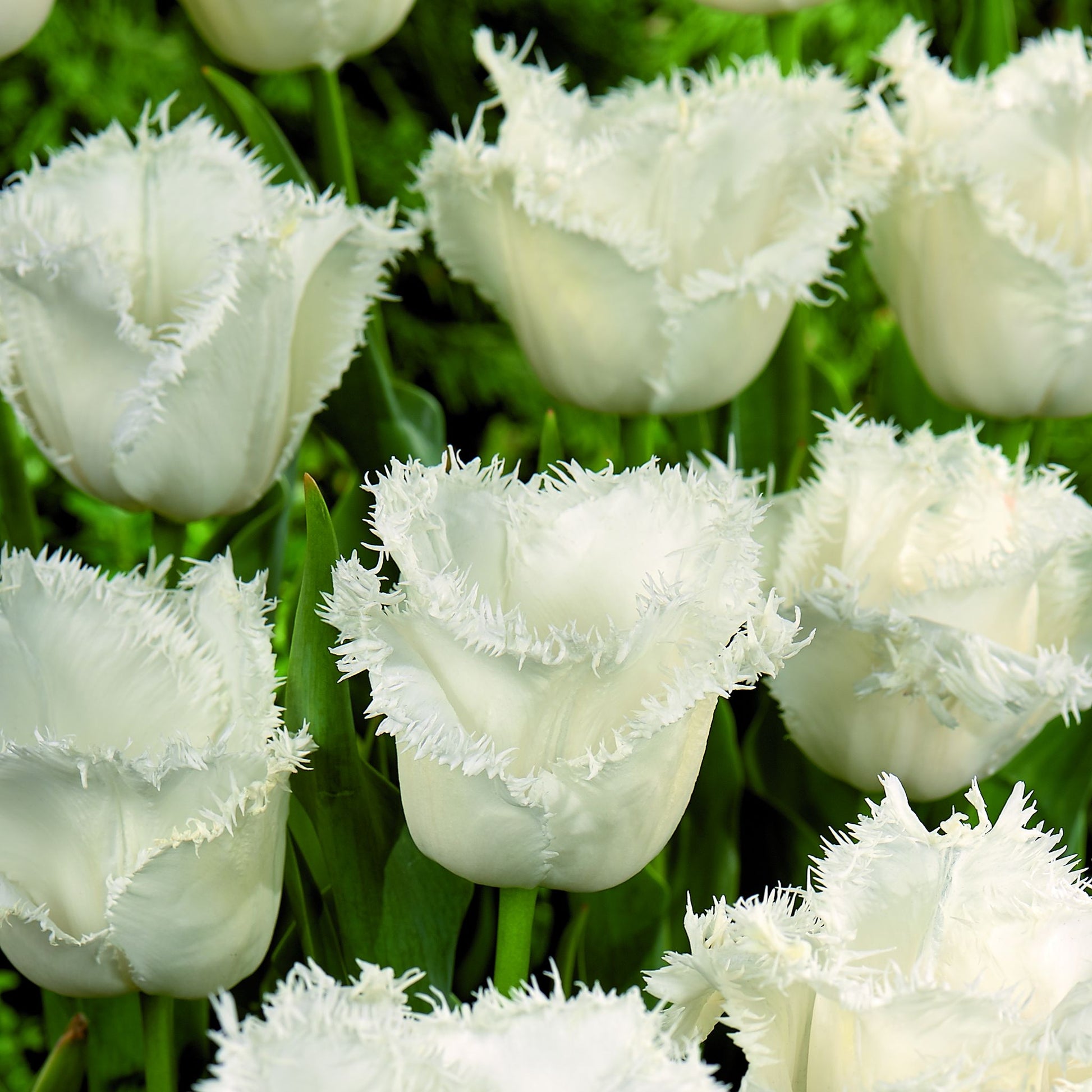 Tulpe 'Honeymoon'
