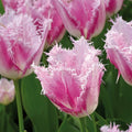 Tulpe 'Huis Ten Bosch'