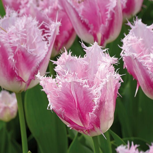 Tulpe 'Huis Ten Bosch'