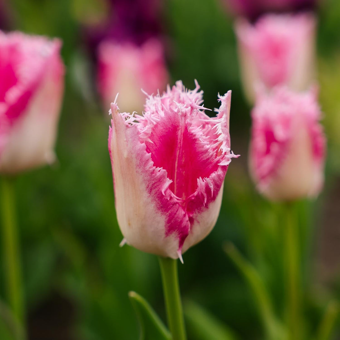Tulpe 'Huis Ten Bosch'