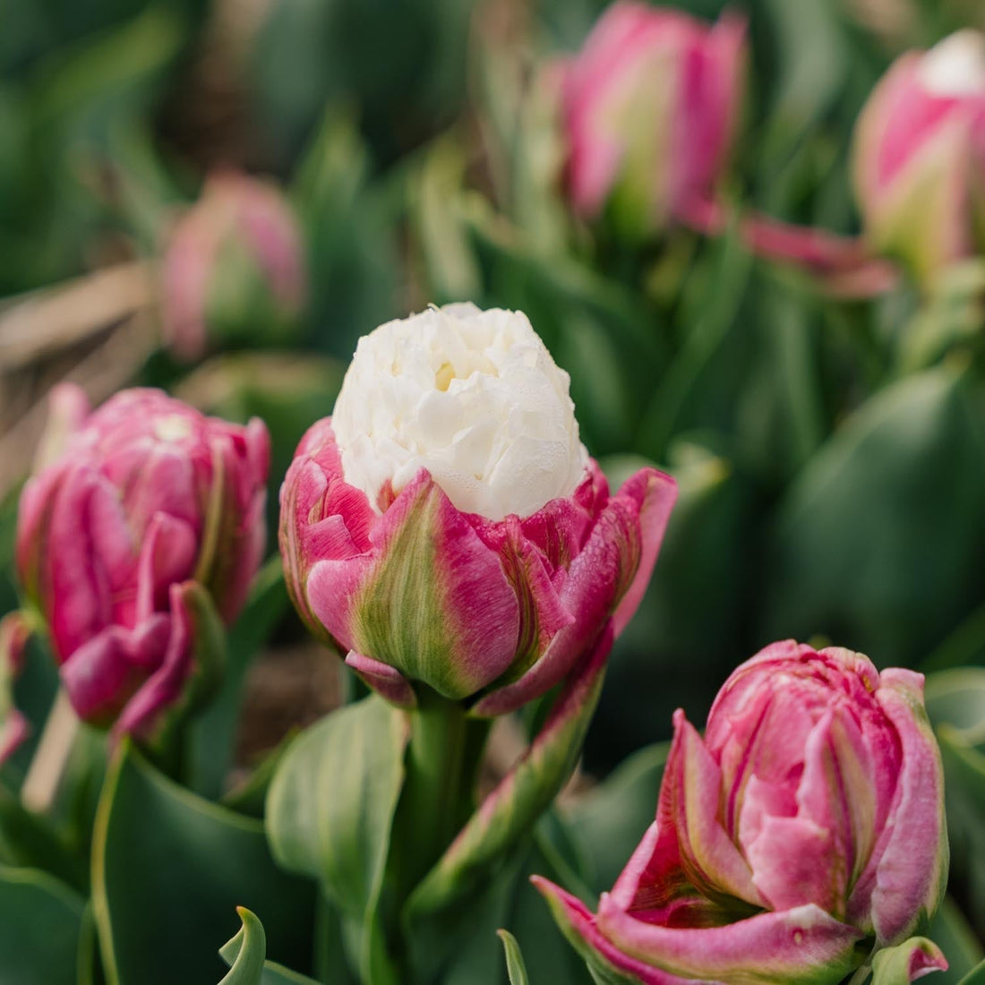 Tulpe 'Ice Cream'