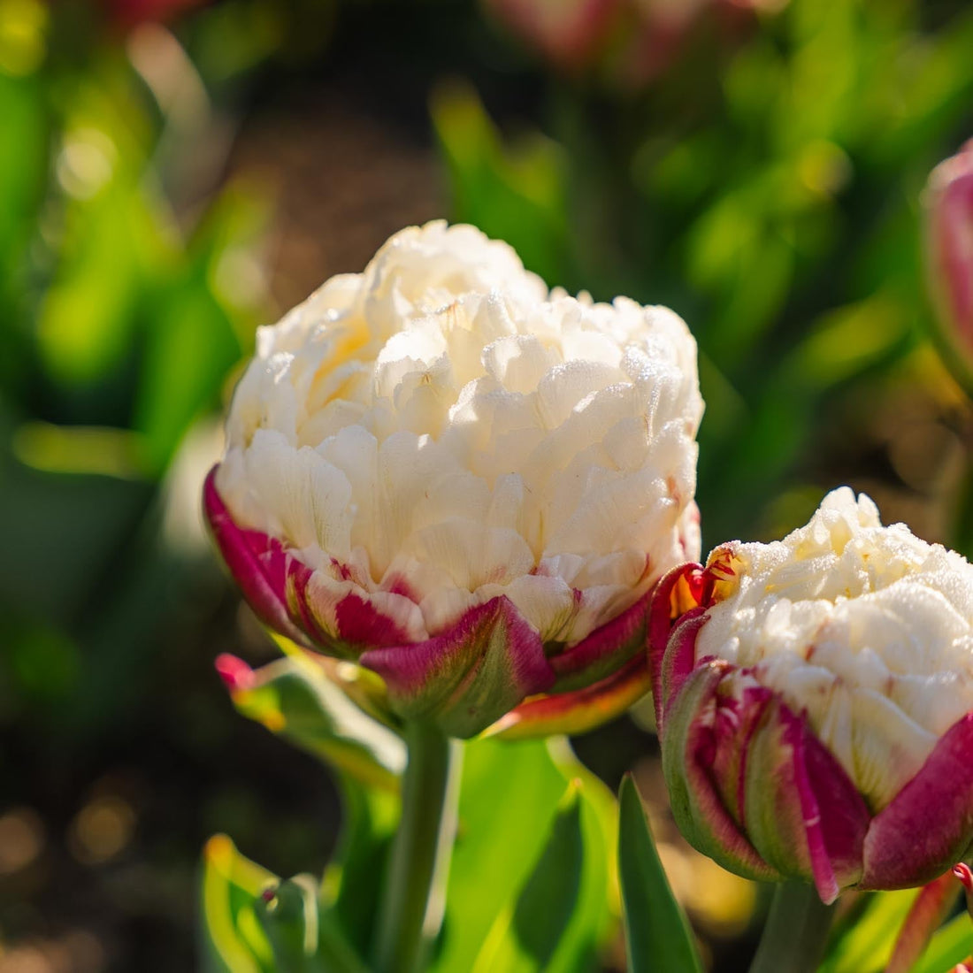 Tulpe 'Ice Cream'