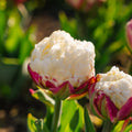 Tulpe 'Ice Cream'