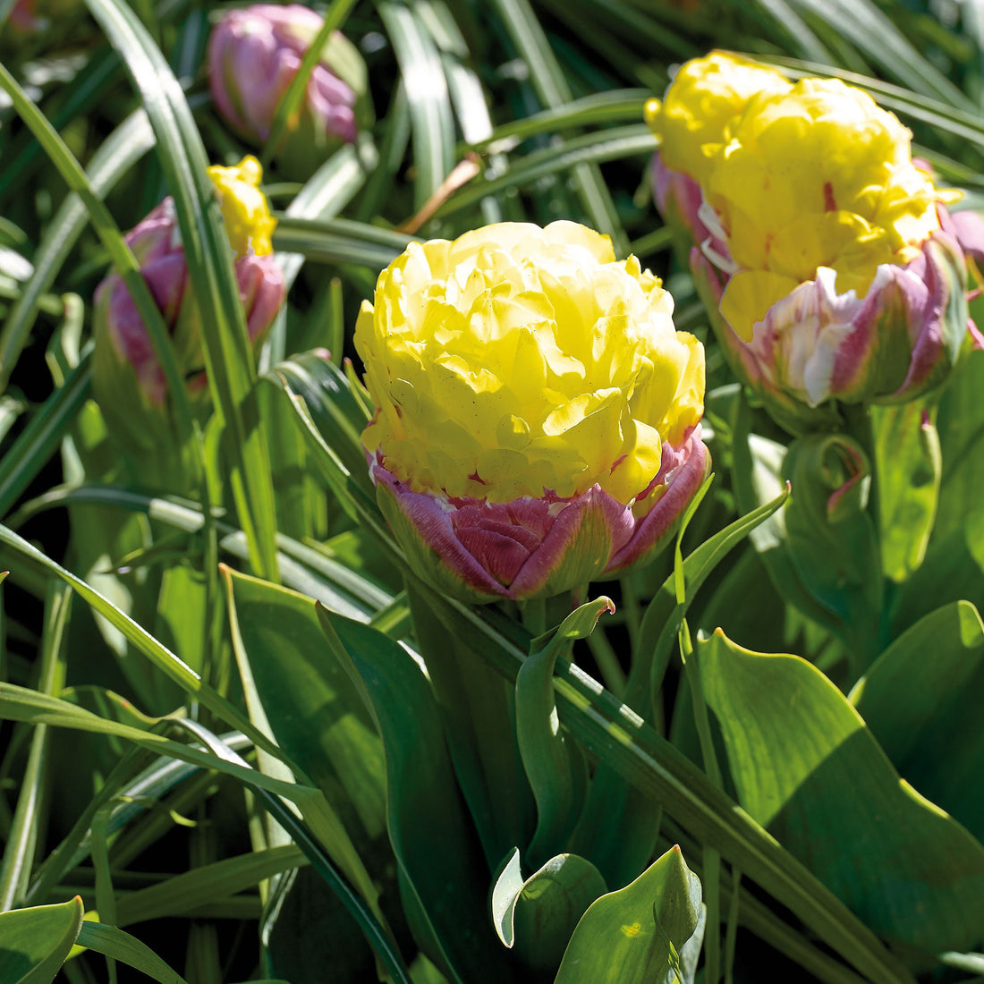 Tulpe 'Ice Cream Banana'