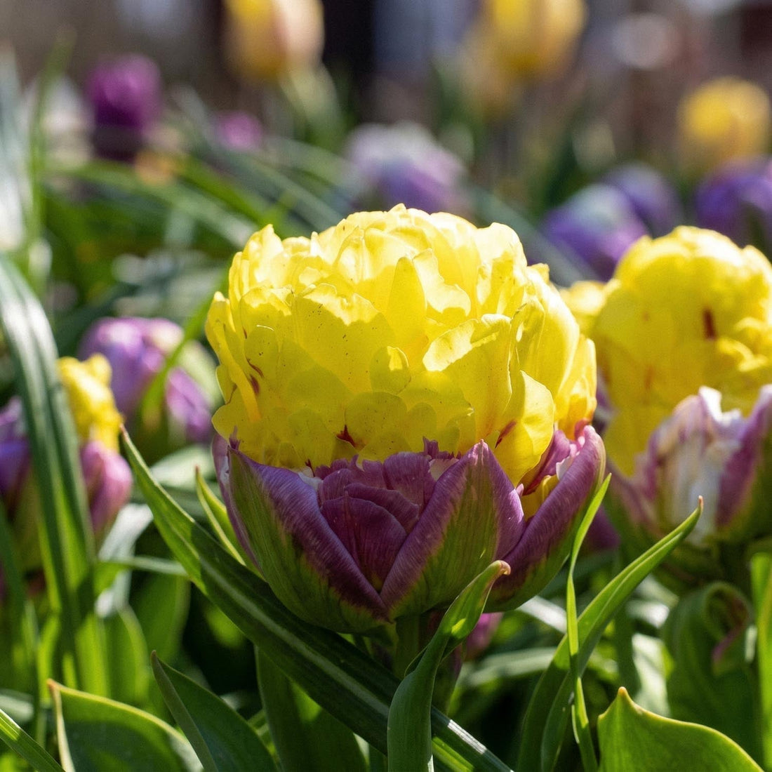 Tulpe 'Ice Cream Banana'