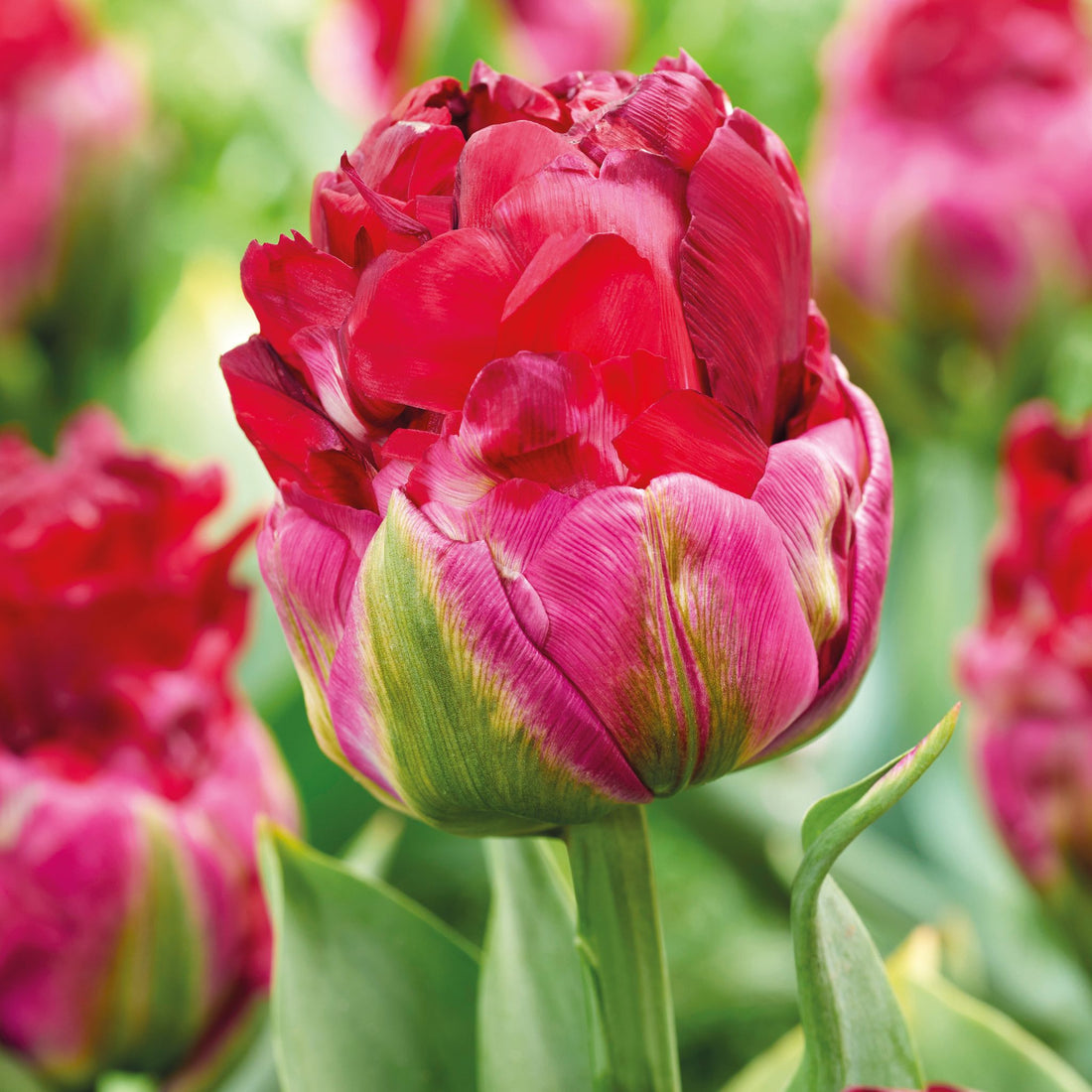 Tulpe 'Ice Cream Cranberry'