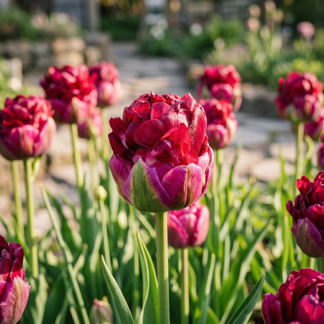 Tulpe 'Ice Cream Cranberry'