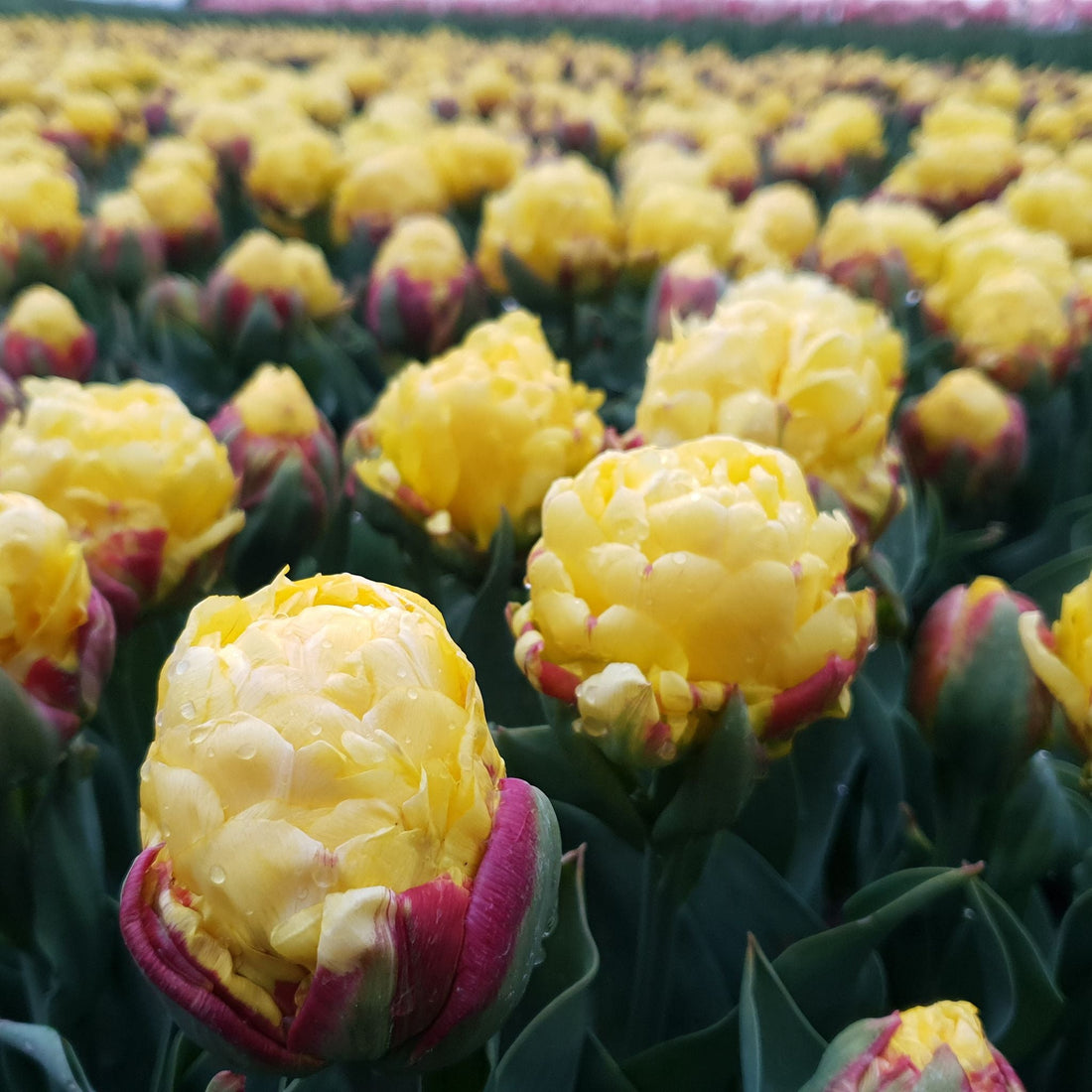 Tulpe 'Ice Cream Lemon'