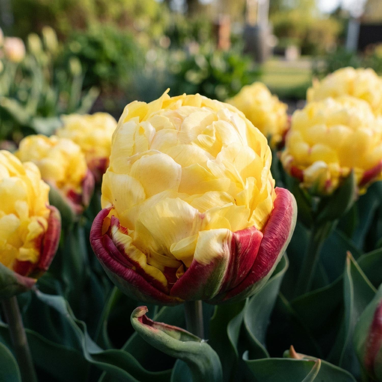 Tulpe 'Ice Cream Lemon'
