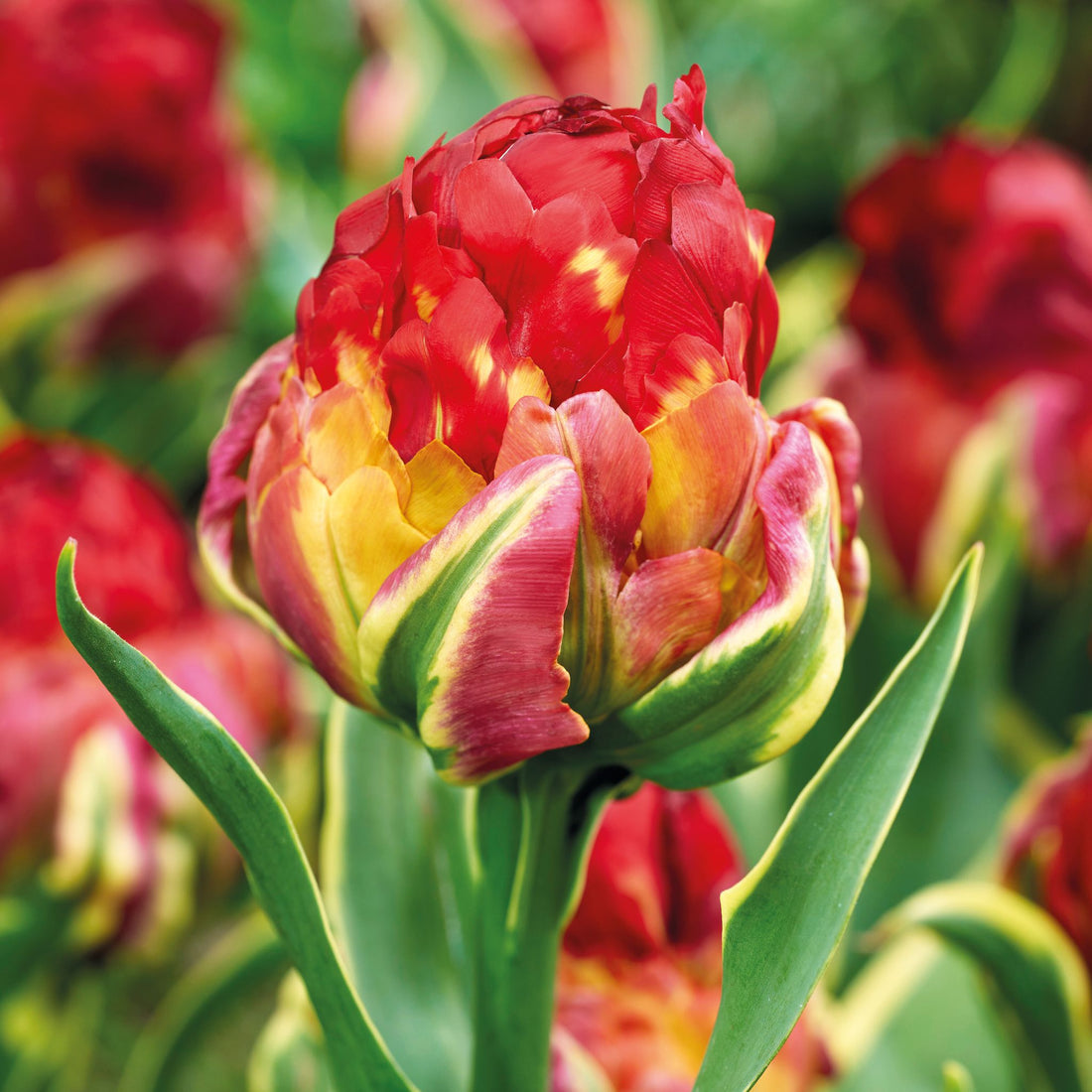 Tulpe 'Ice Cream Sorbet'