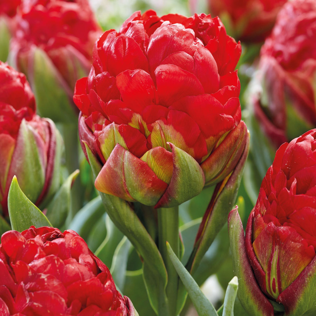 Tulpe 'Ice Cream Strawberry'