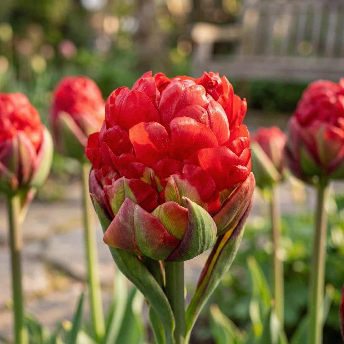 Tulpe 'Ice Cream Strawberry'