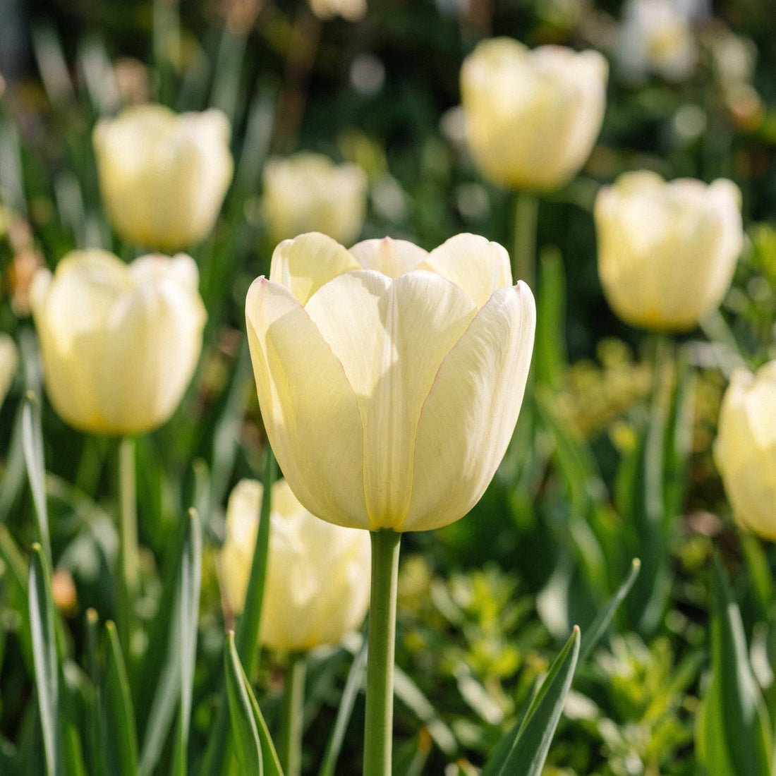 Tulpe 'Ivory Floradale'