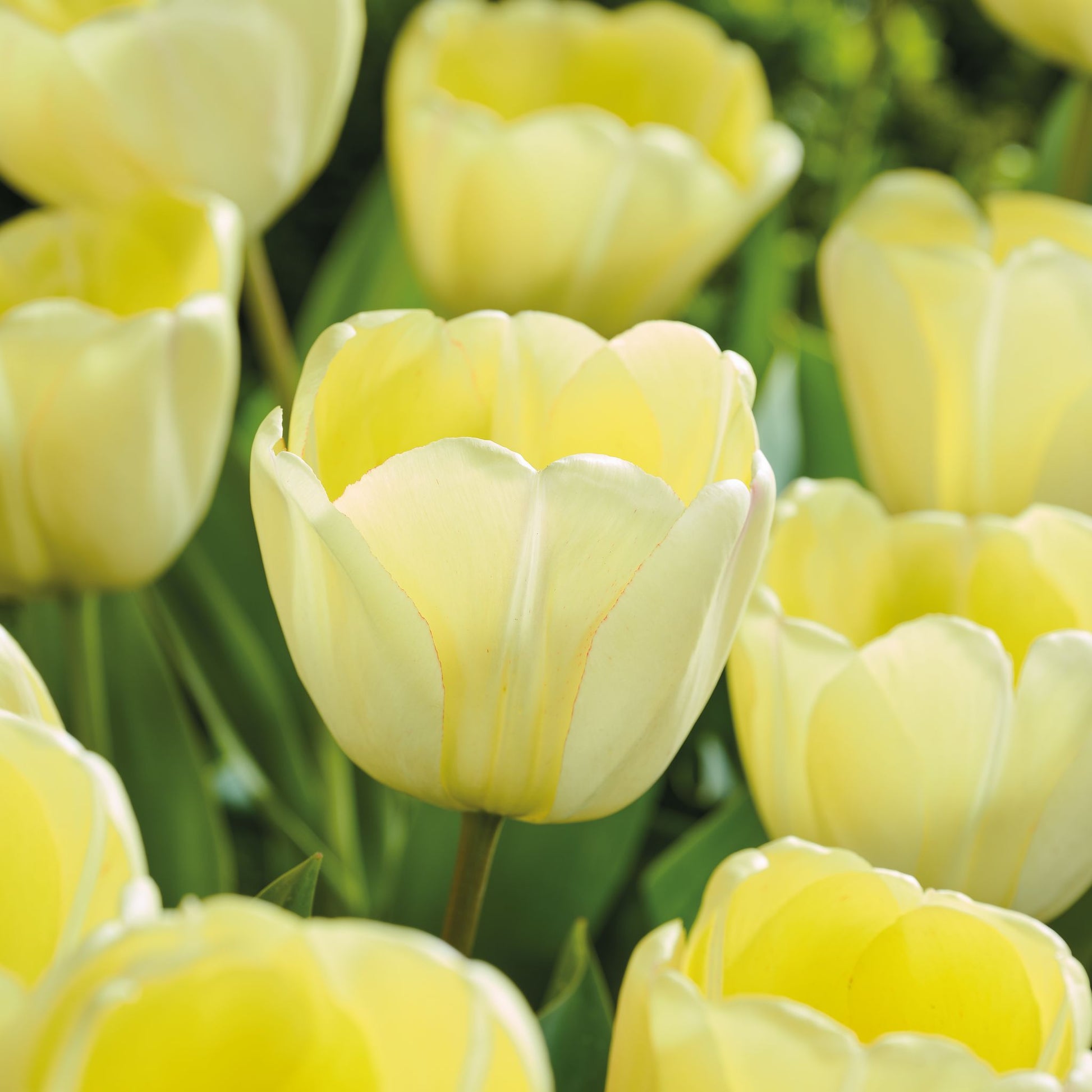 Tulpe 'Ivory Floradale'