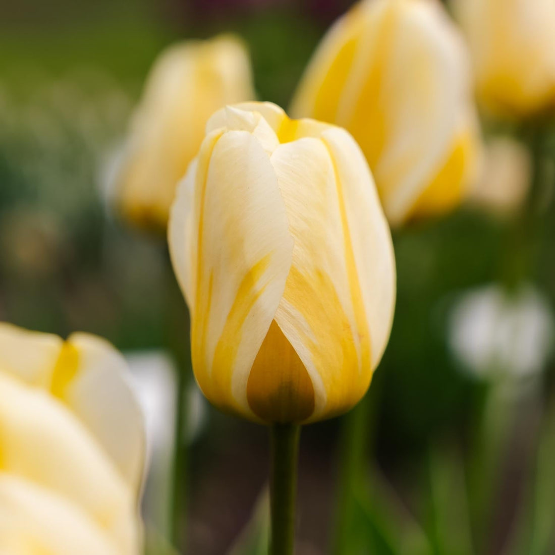 Tulpe 'Jaap Groot'