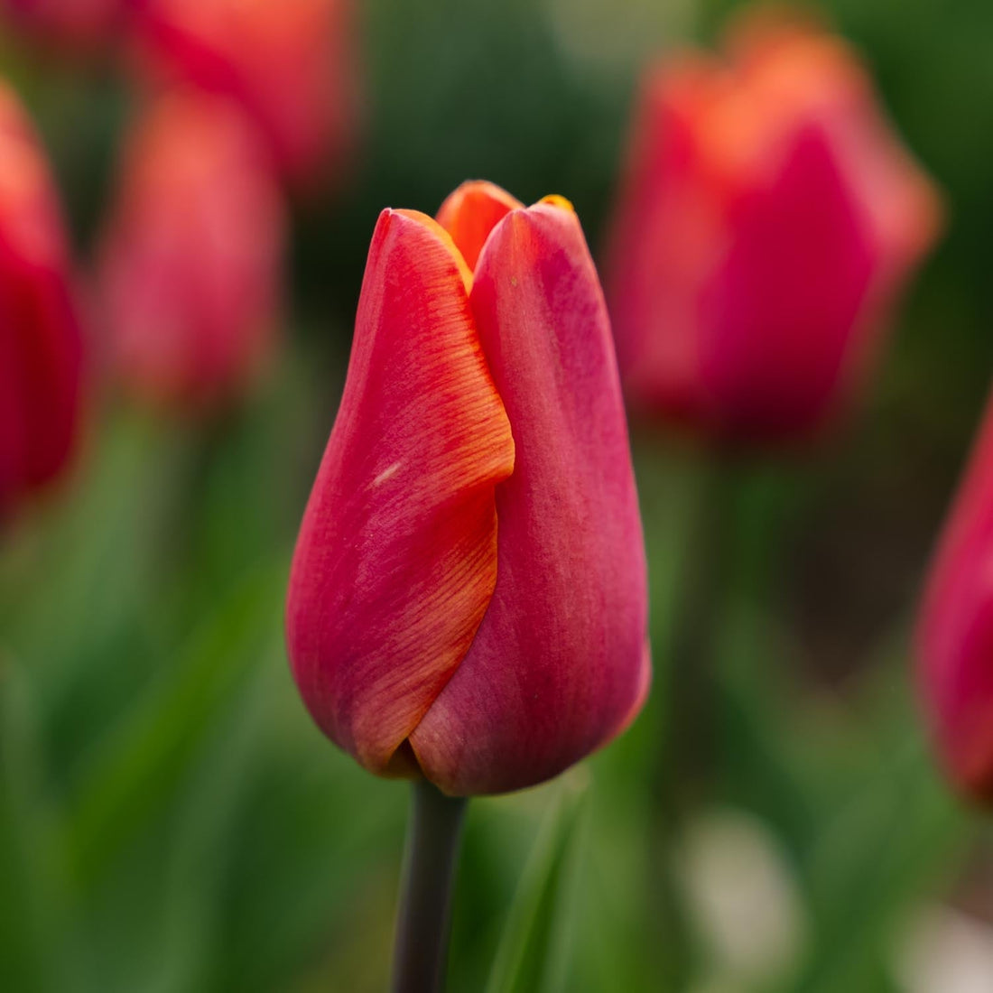Tulpe 'Jimmy'