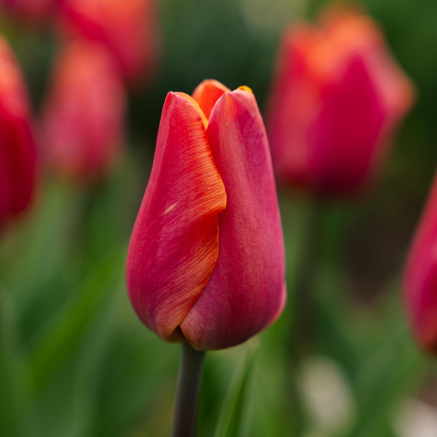 Tulpe 'Jimmy'