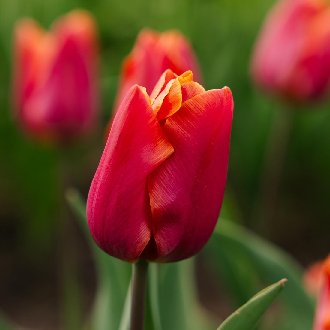 Tulpe 'Jimmy'