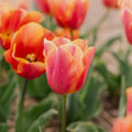 Tulpe 'Jimmy'