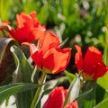 Tulpe 'Julius Caesar'