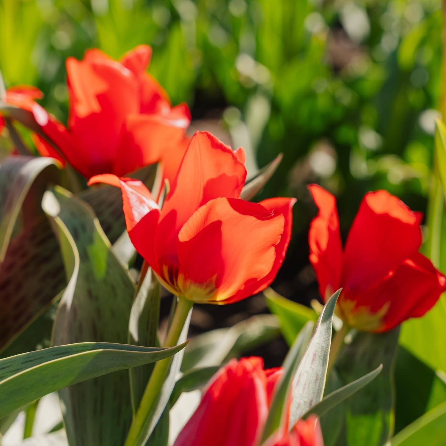 Tulpe 'Julius Caesar'