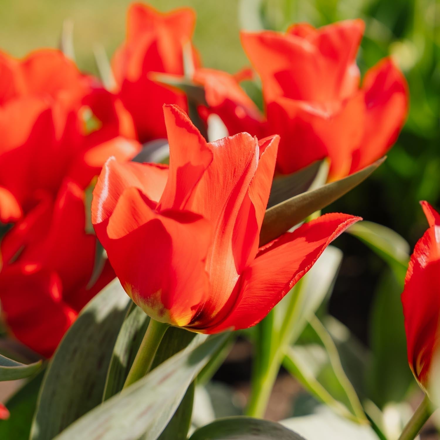 Tulpe 'Julius Caesar'