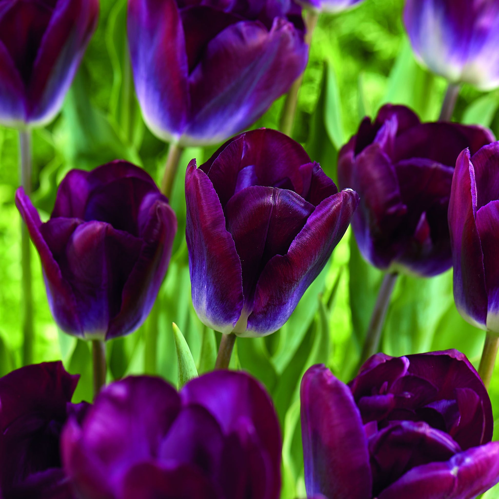 Tulpe 'Kansas Proud'