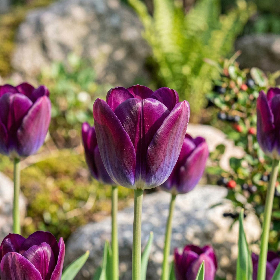 Tulpe 'Kansas Proud'