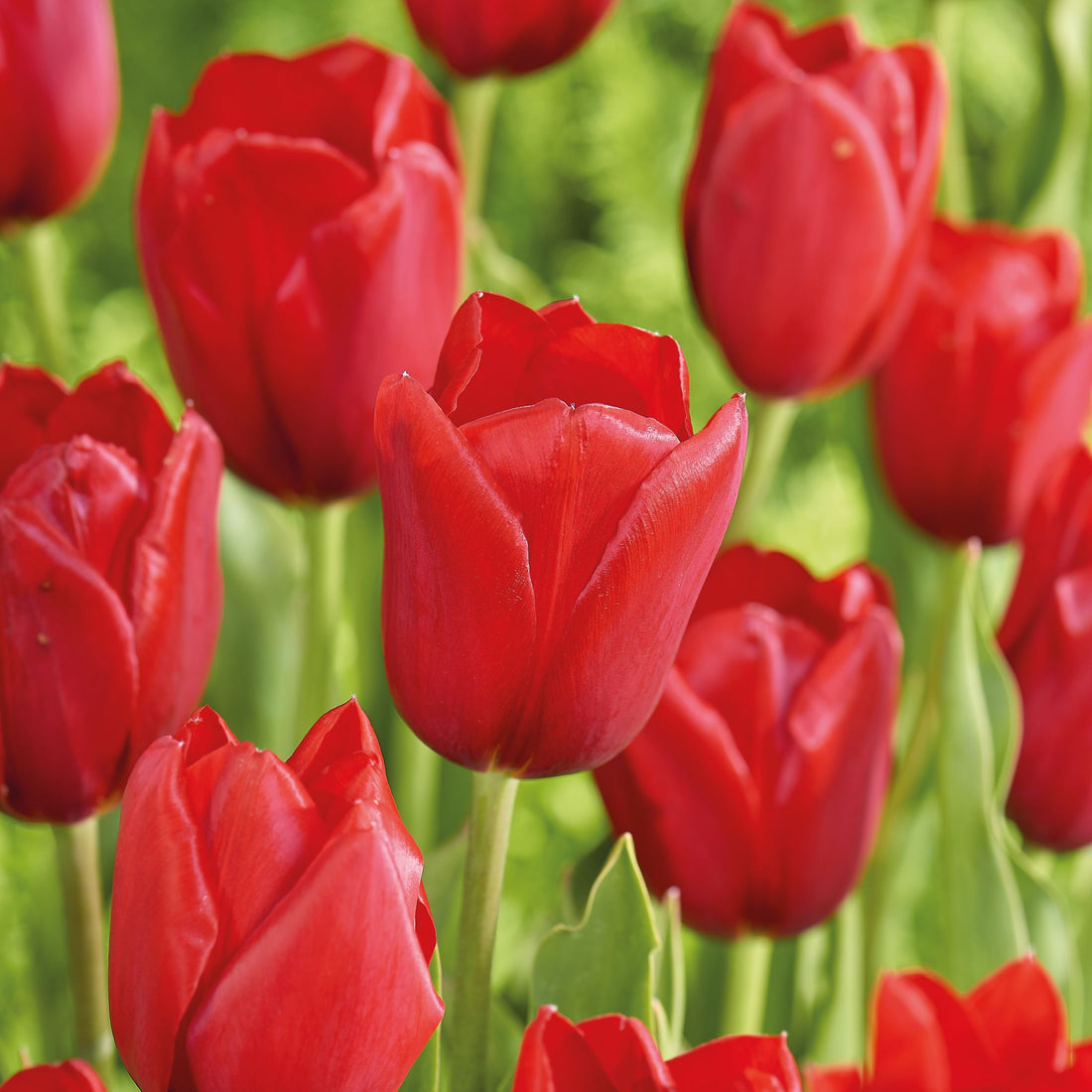 Tulpe 'Kingsblood'