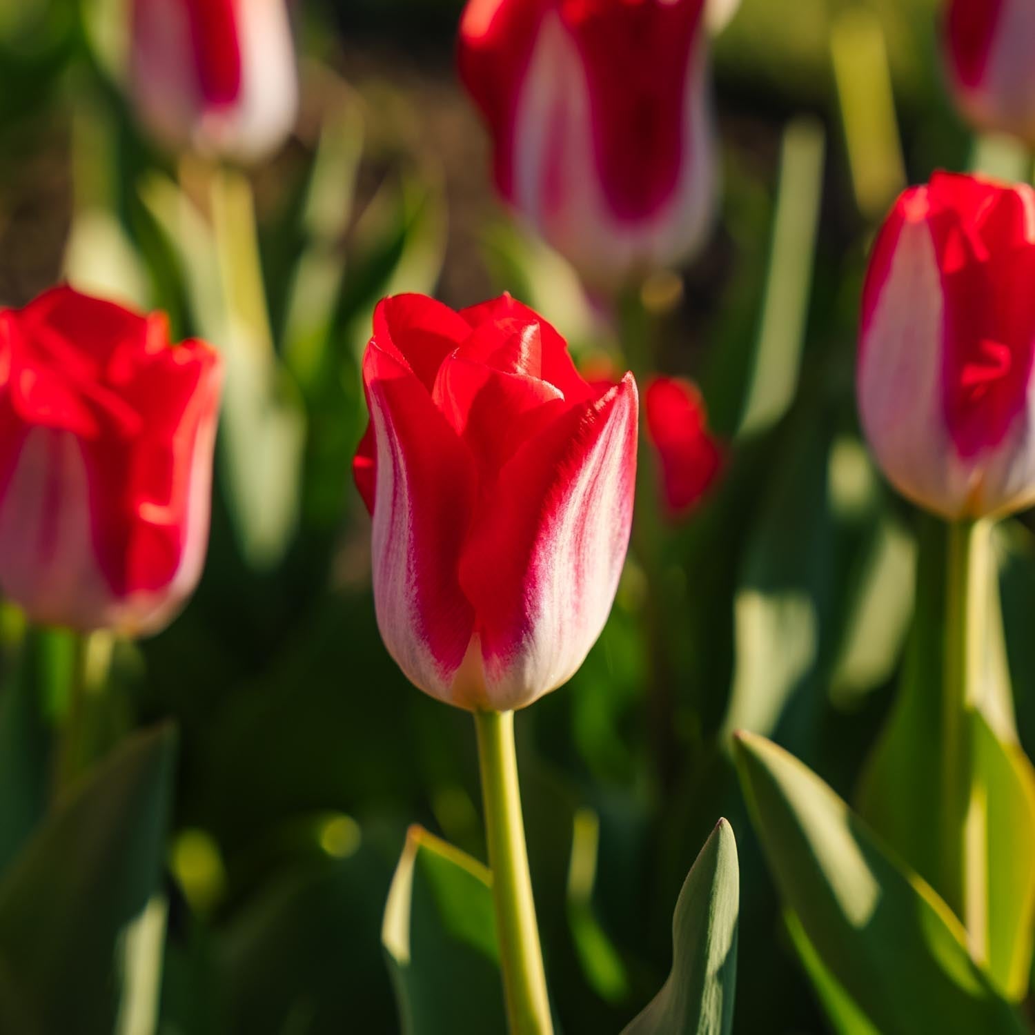 Tulpe 'Kissable'