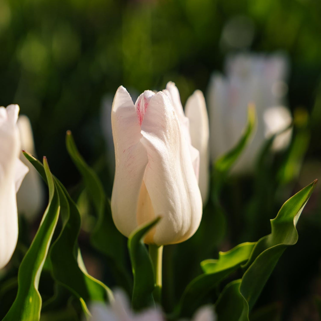 Tulpe 'Kyoko Takahashi'