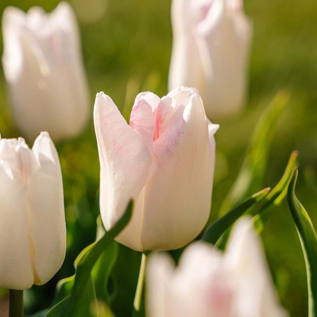Tulpe 'Kyoko Takahashi'