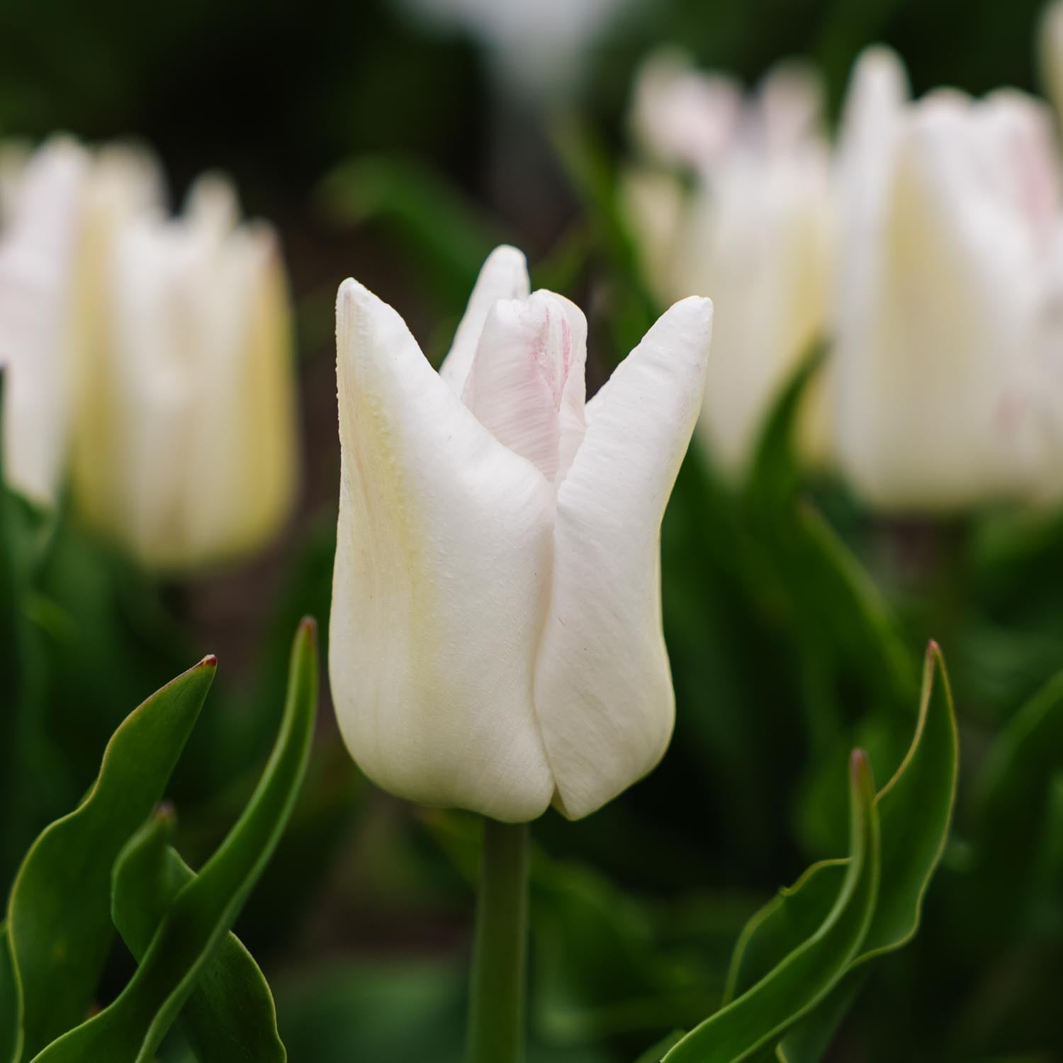 Tulpe 'Kyoko Takahashi'