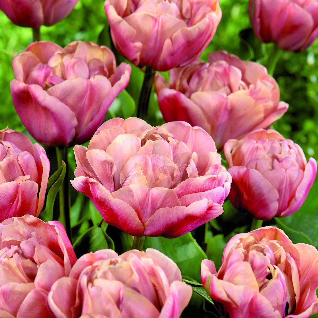 Tulpe 'La Belle Epoque'