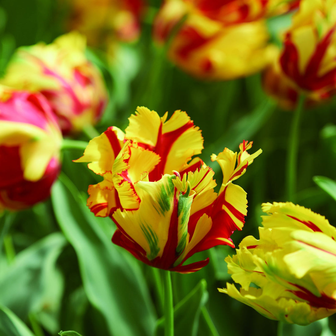 Tulpe 'La Courtine Parrot'