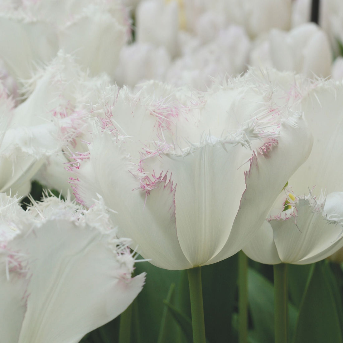 Tulpe 'Lady Smile'