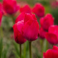 Tulpe 'Lady van Eijk'