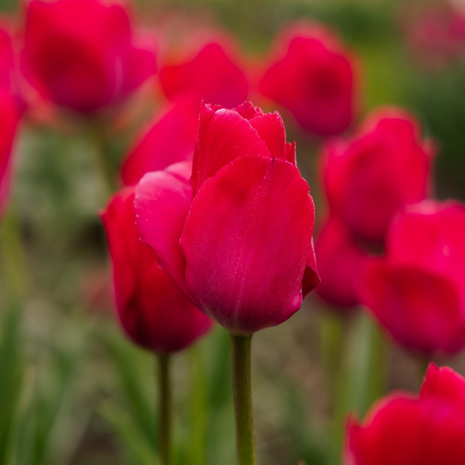 Tulpe 'Lady van Eijk'