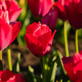 Tulpe 'Lady van Eijk'