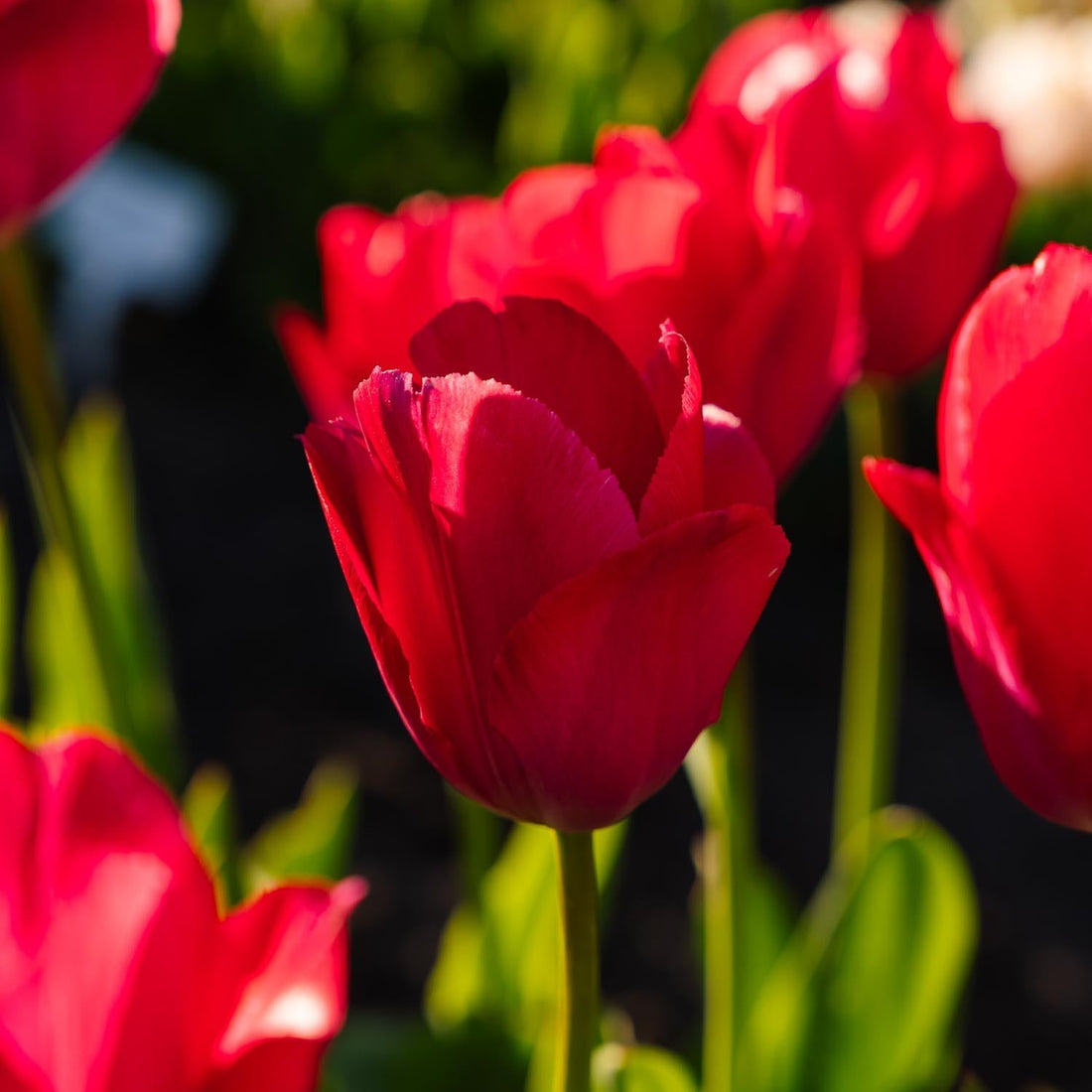 Tulpe 'Lady van Eijk'