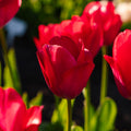 Tulpe 'Lady van Eijk'