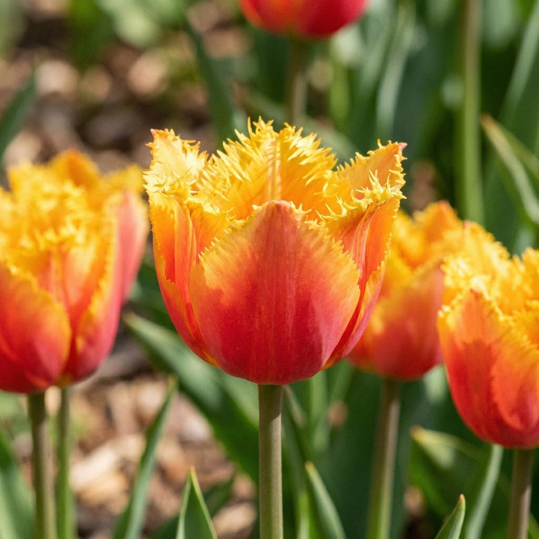 Tulpe 'Lambada'