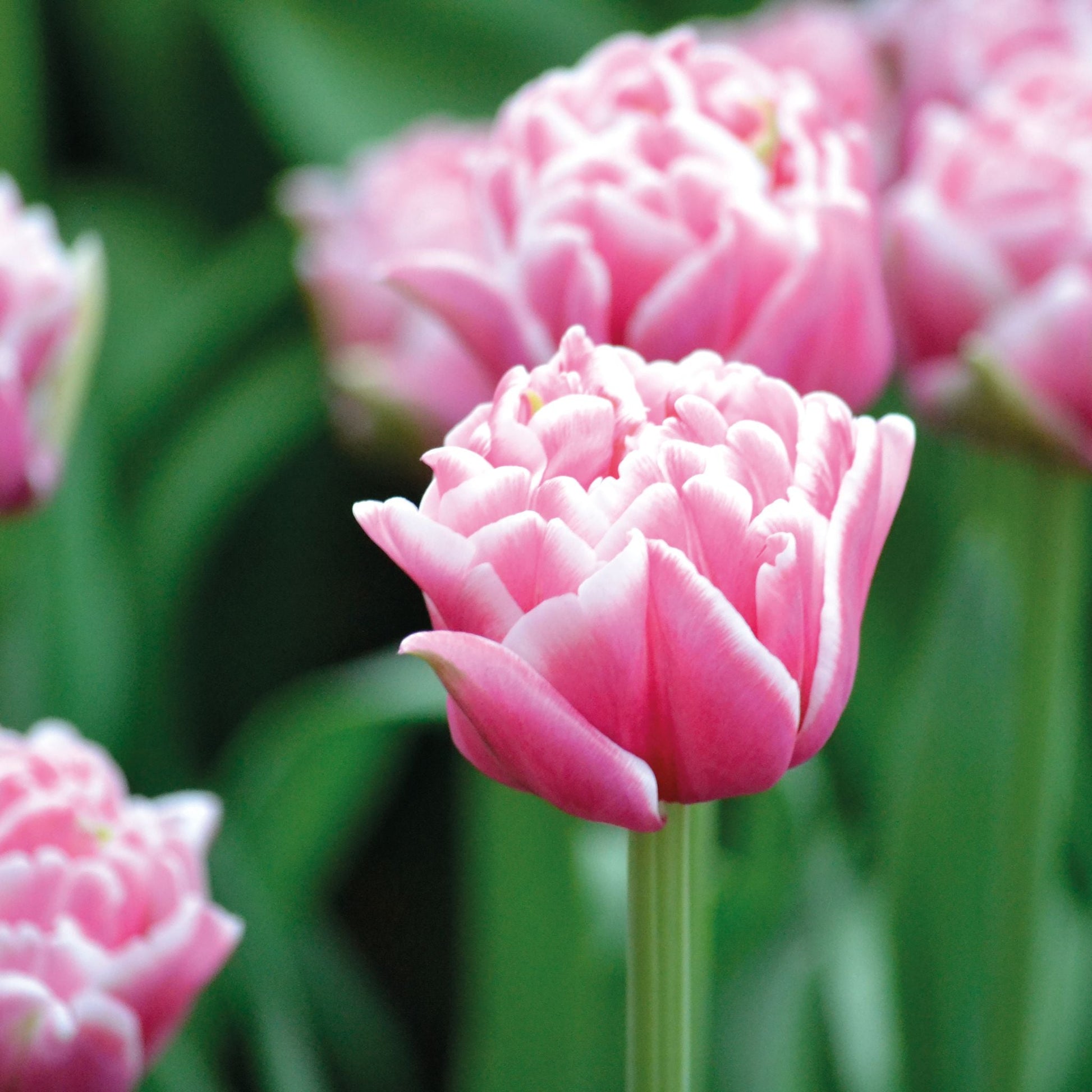 Tulpe 'Let's Dance'