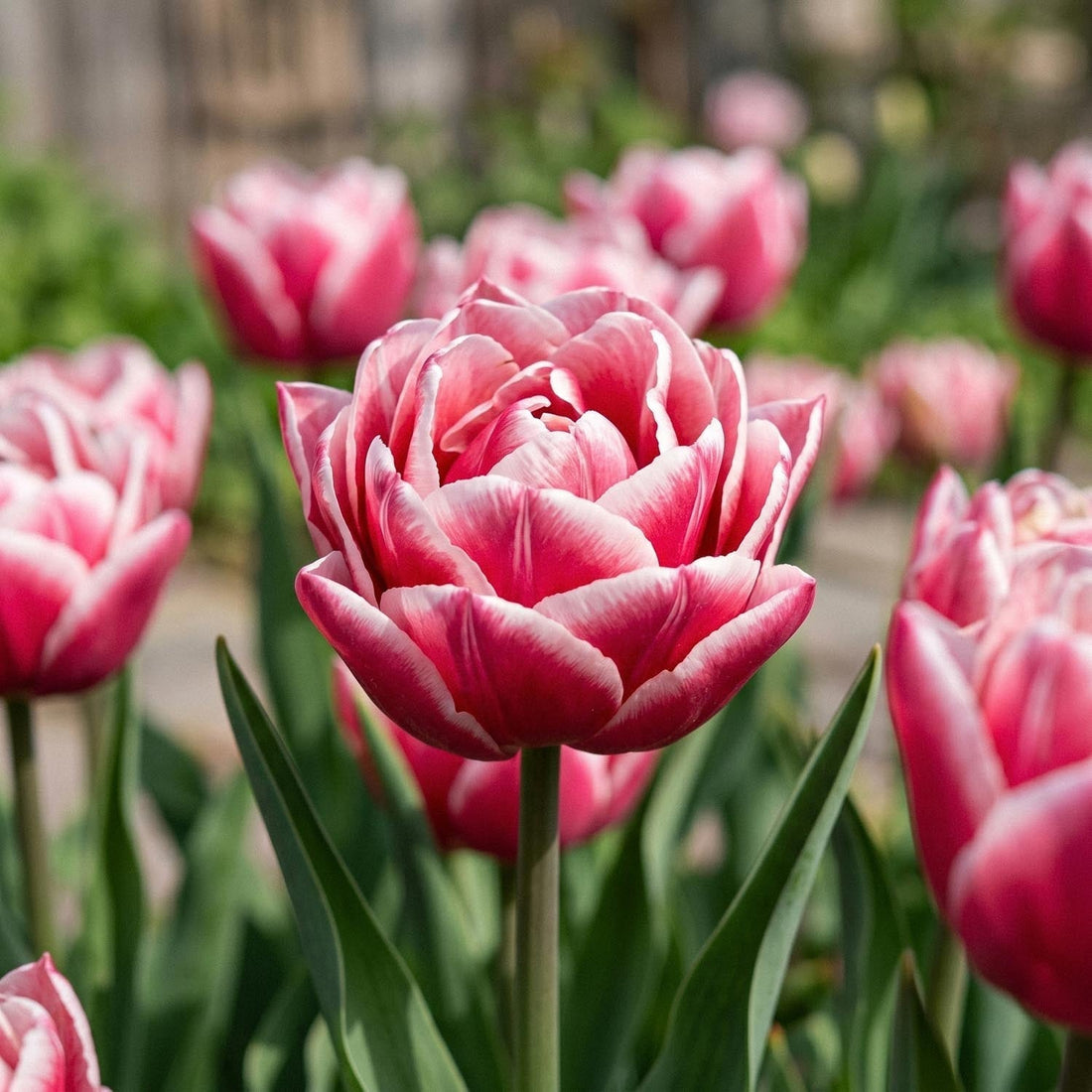 Tulpe 'Let's Dance'